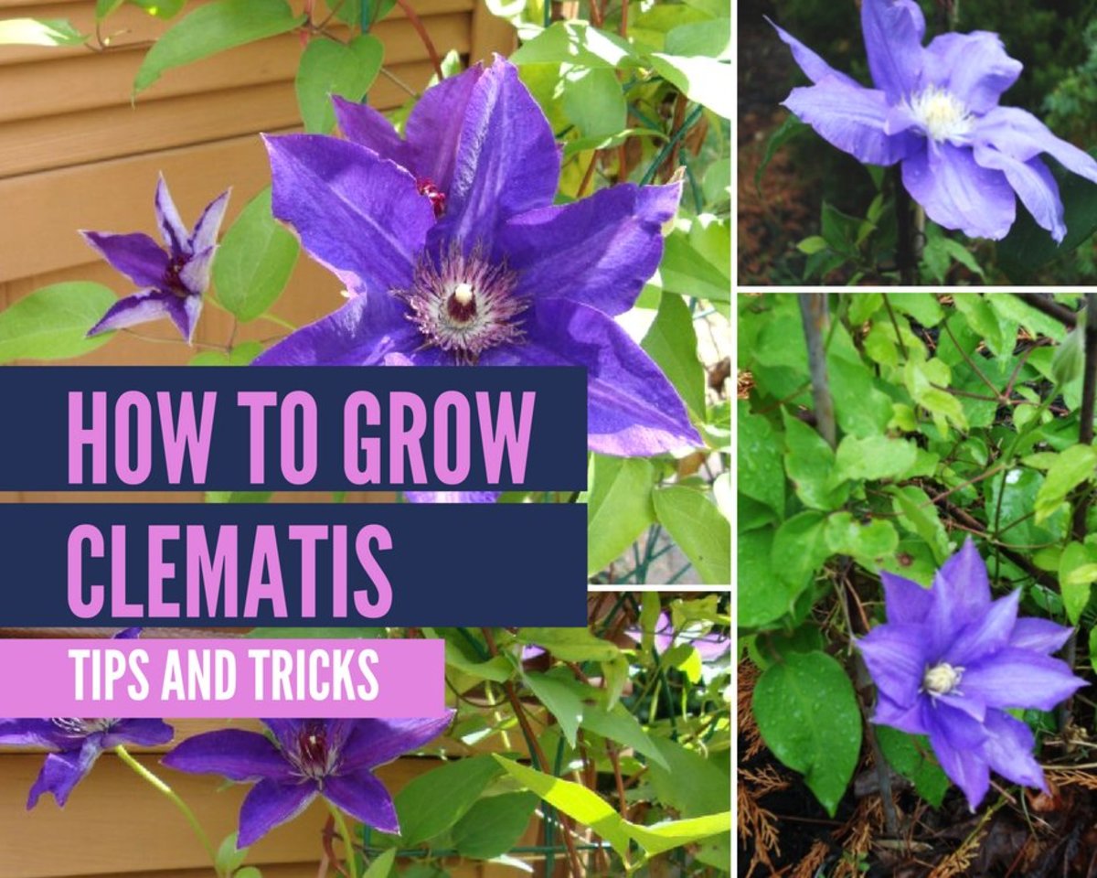 The Best Tips for Growing New Clematis Plants Successfully