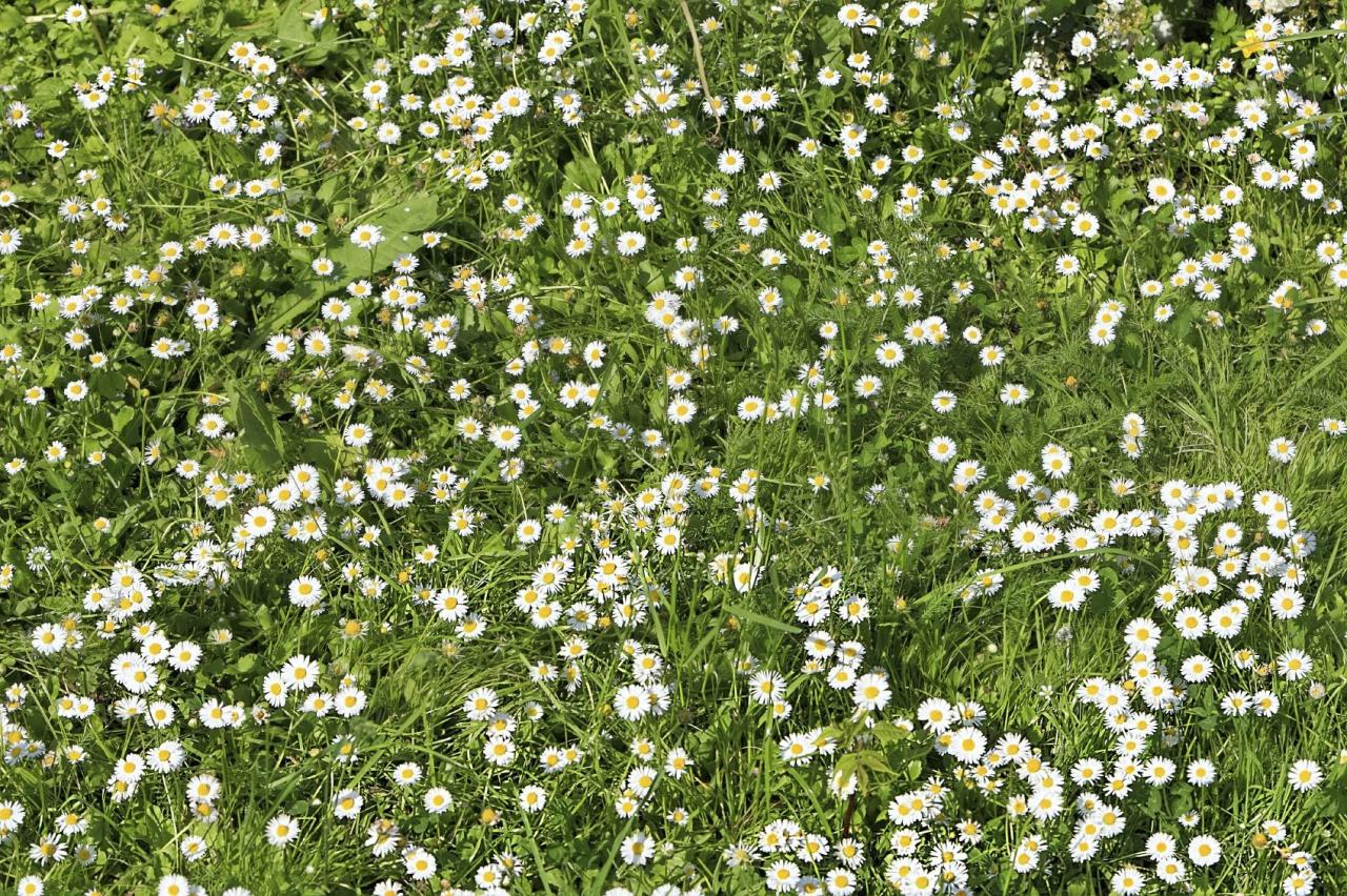 Chamomile Lawn: Best Practices For Mulching And Watering