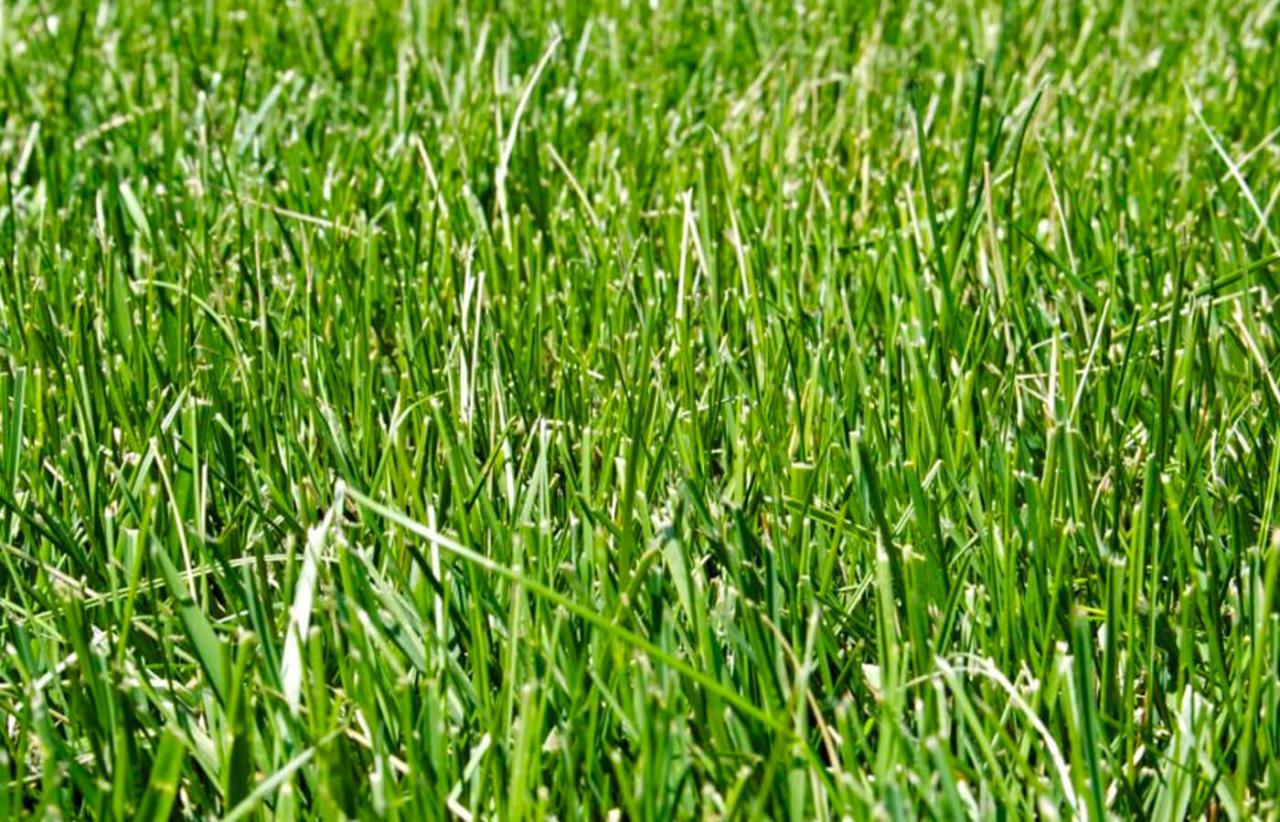 When to Sow Grass Seed: Expert Advice for a Beautiful and Green Lawn