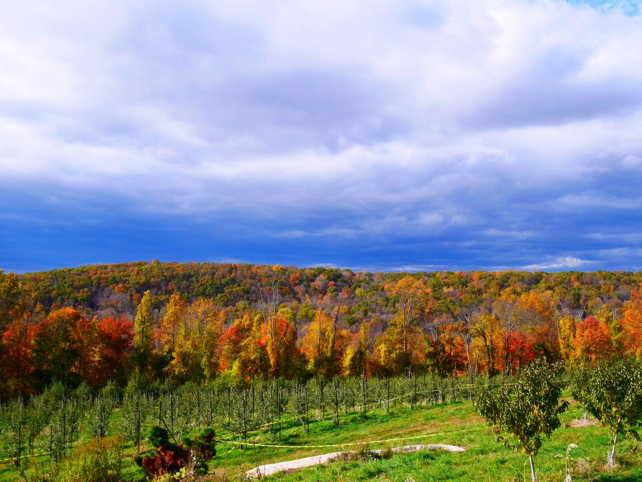 Harvest Moon Orchard: The Ultimate Autumn Experience Awaits