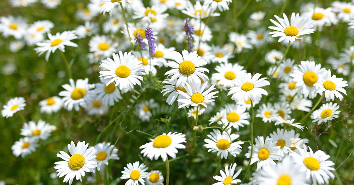 Chamomile Lawn: Best Practices For Mulching And Watering