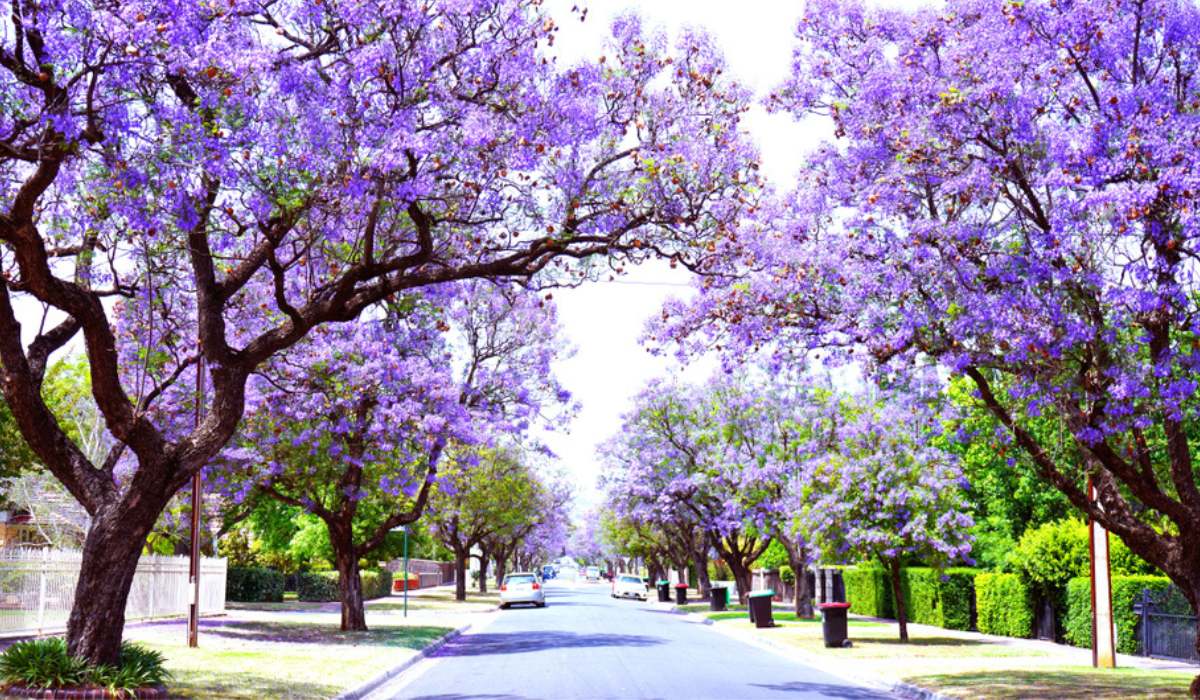 Jacaranda Tree Care: A Vibrant Garden Guide