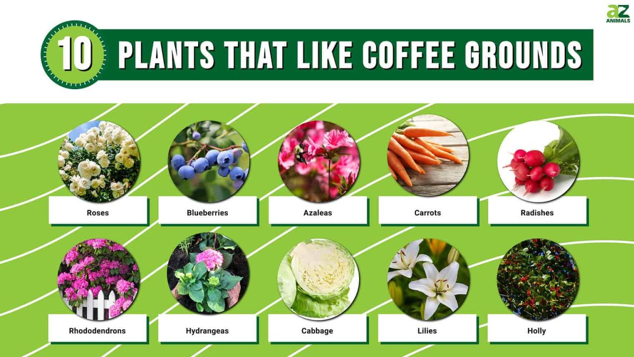 What Edible Plants Benefit from Coffee Grounds?