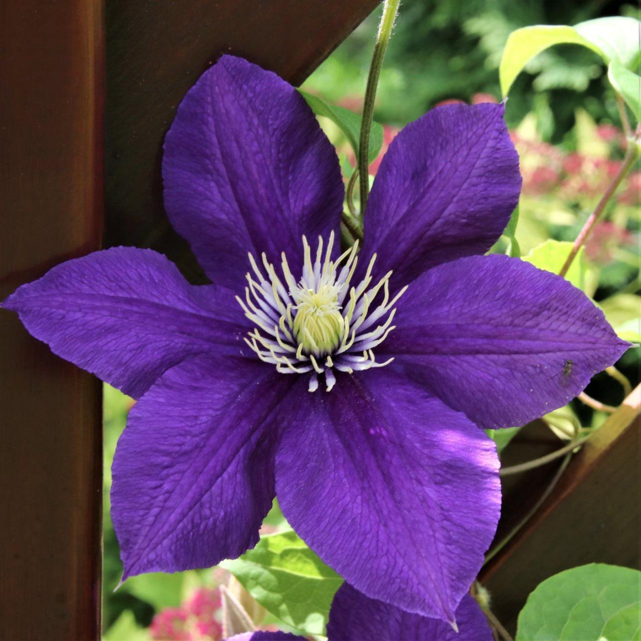 The Best Tips for Growing New Clematis Plants Successfully