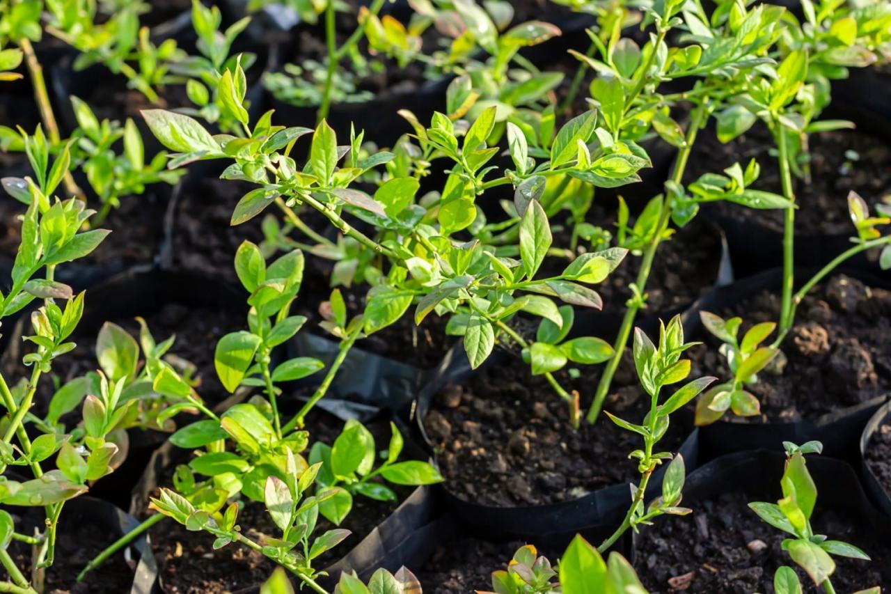 Boost Garden Productivity: How to Use Blueberry Bush Propagation