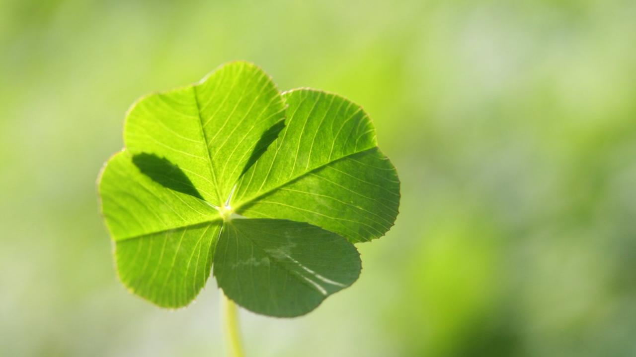 How to Make the Most of Four Leaf Clovers for Good Luck