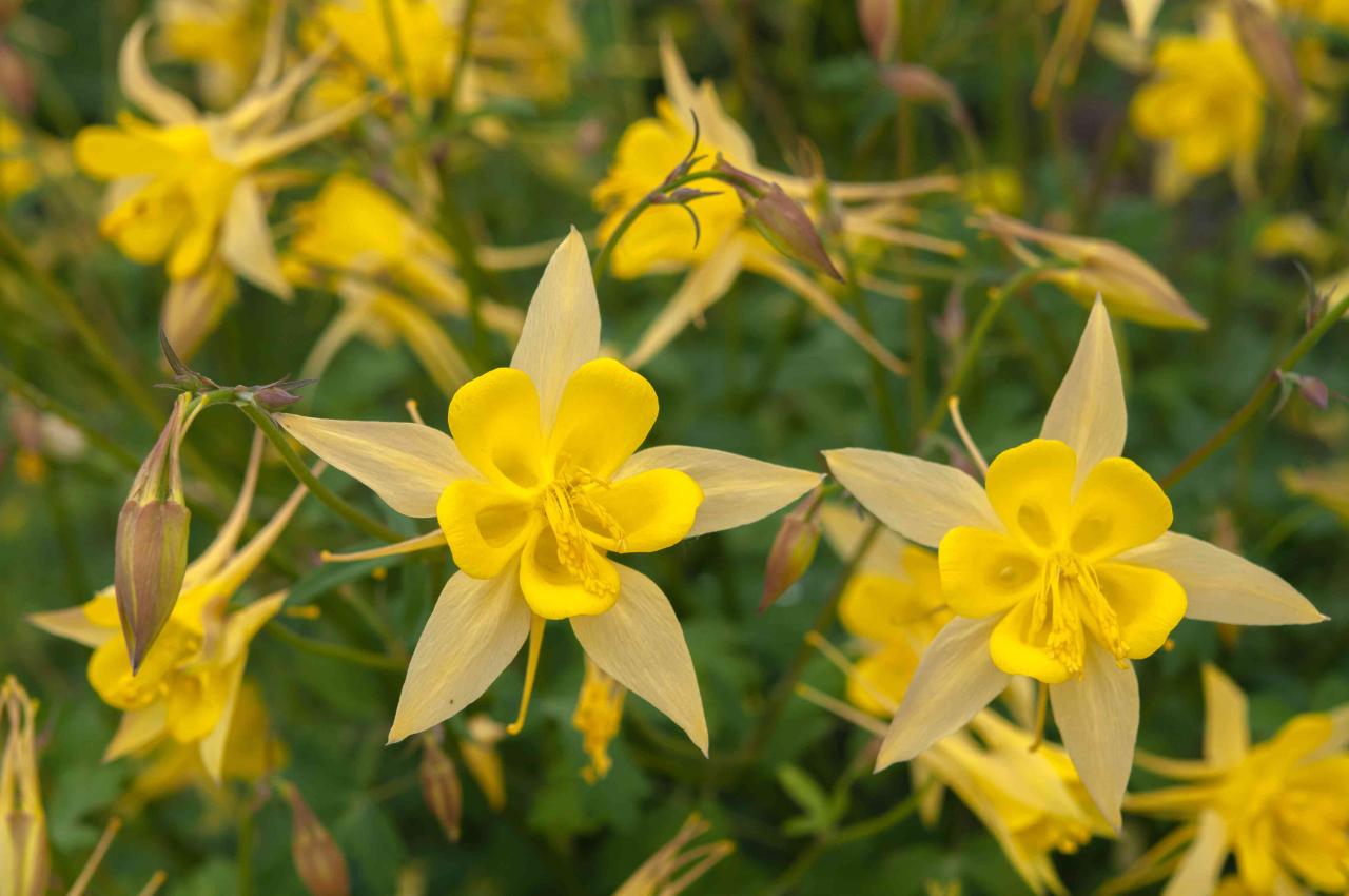 How to Ensure Your Columbine Plants Thrive Year-Round