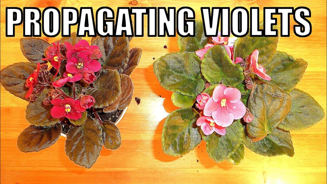 Propagate African Violets: A Quick and Easy Guide