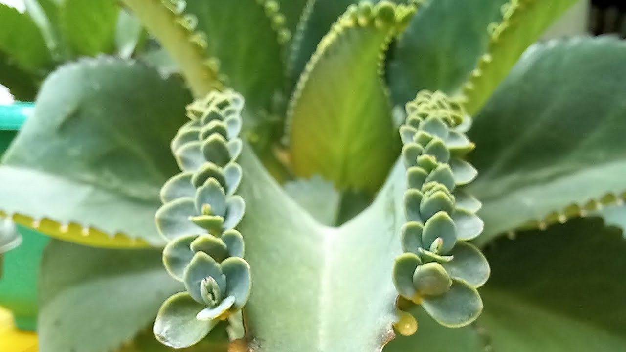 How to Achieve Success with Mother of Thousands Propagation