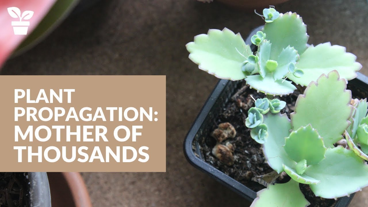 How to Achieve Success with Mother of Thousands Propagation