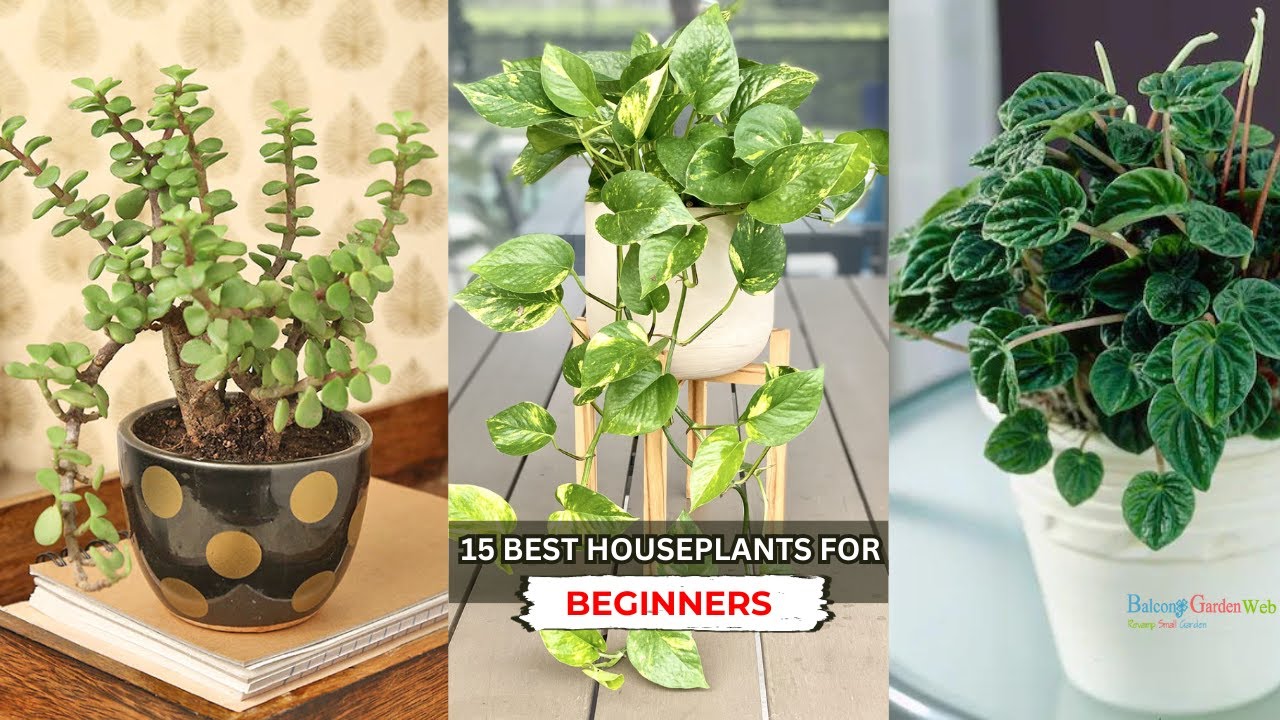 Beginner Houseplants That Grow Well in Any Room