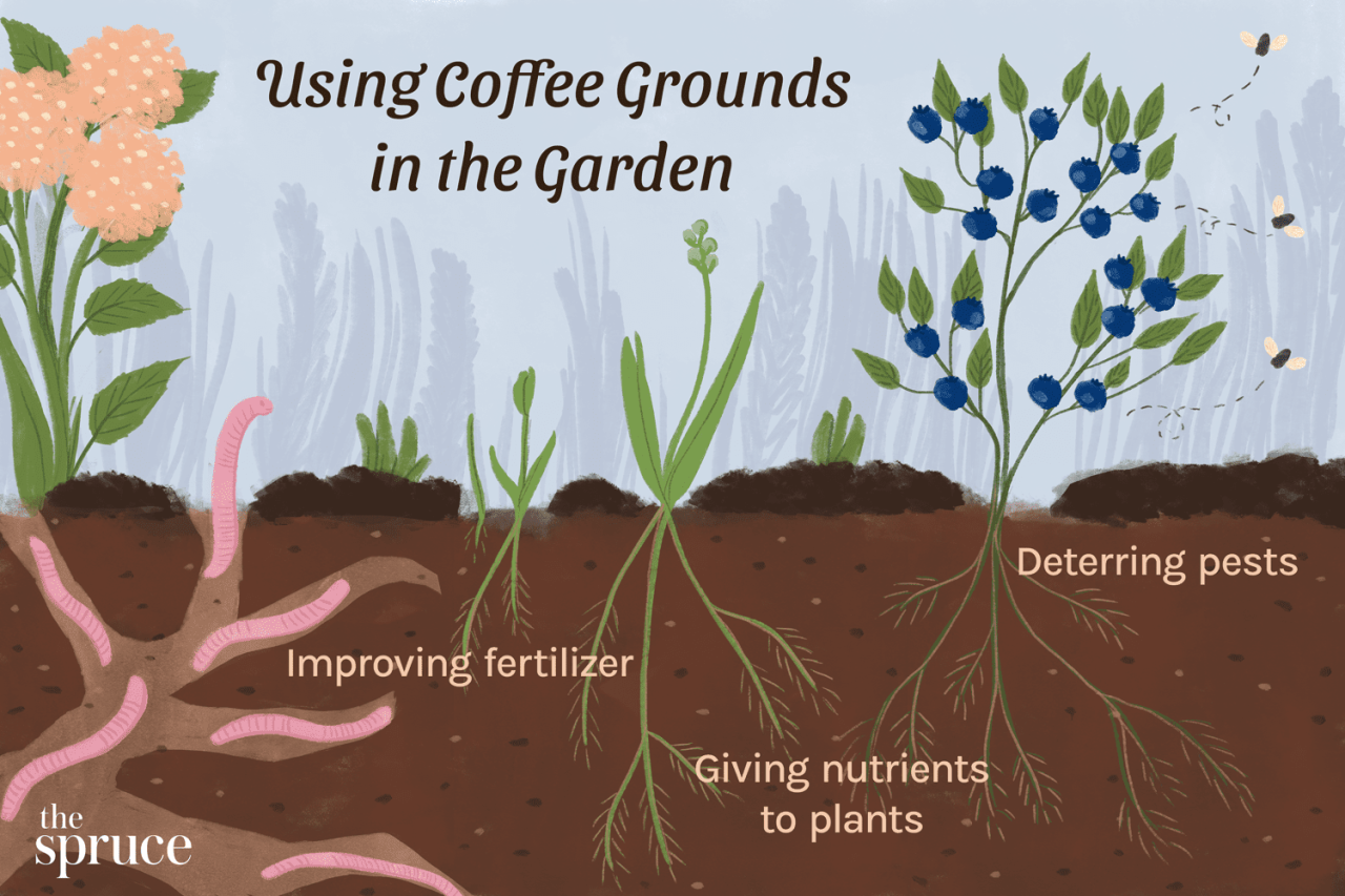 What Edible Plants Benefit from Coffee Grounds?