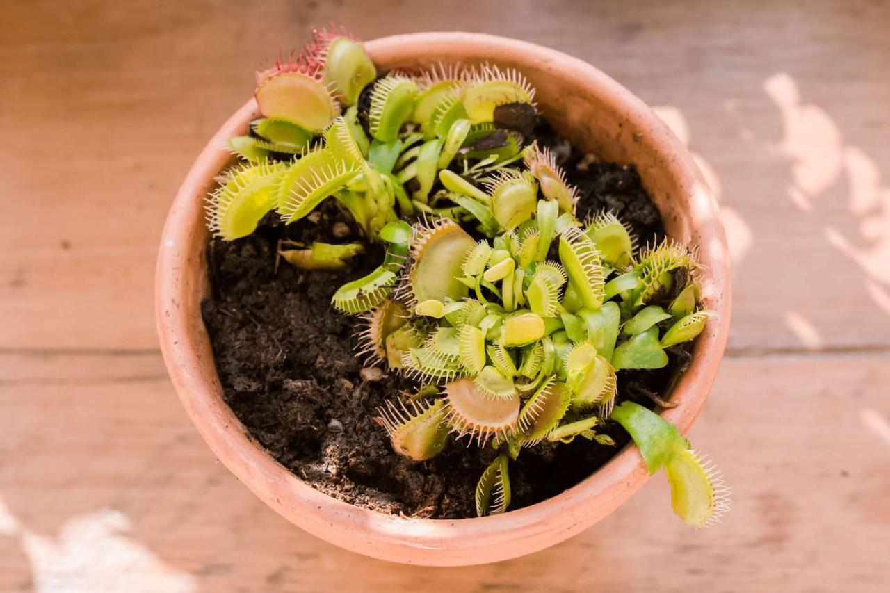 How to Increase Your Venus Fly Trap Population in No Time